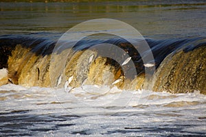 Fish jumping in waterfall