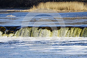 Fish jumps on waterfall Ventas rumba at Kuldiga city, Latvia