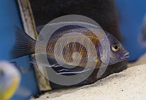 Fish Kadango Red Fin swimming in freshwater aquarium.