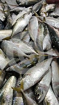 Fish kembung at the market