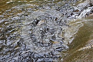 Fish in Khao Cha Mao Waterfall