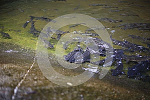 Fish in Khao Cha Mao Waterfall