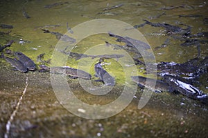 Fish in Khao Cha Mao Waterfall