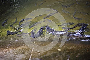 Fish in Khao Cha Mao Waterfall