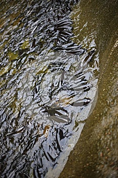 Fish in Khao Cha Mao Waterfall