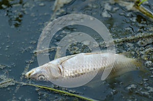 Fish killed by pollution