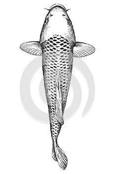 Vector hand drawn sketch of brocaded koi carp in black isolated on white background. Japanese ornate fish koi for aquatic design.