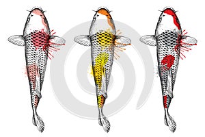 Vector hand drawn set of brocaded koi carp sketches in black, red and golden isolated on white background. Japanese fish koi.