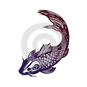 Fish Koi Carp. Chinese symbol of good luck, courage, persistence, perseverance, wisdom and vitality.