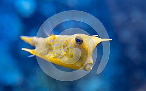 Fish Lactoria cornuta photo
