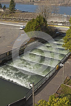 Fish ladders in Bonneville Oregon.