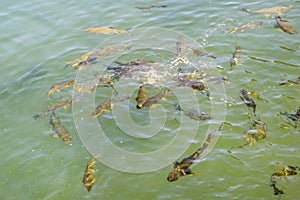 Fish Lake Balikli Gol, Sanliurfa, Turkey