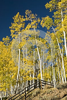 Fish Lake fall colors 4