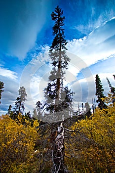 Fish Lake Hike, Whitehorse, Yukon Fall Scenery