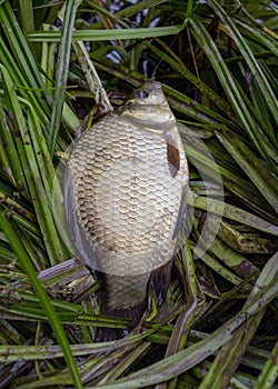 Fish on the lake shore, fisherman`s catch in the hall, summer by the water