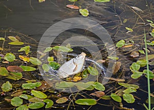 Fish on the lake shore, fisherman`s catch in the hall, summer by the water