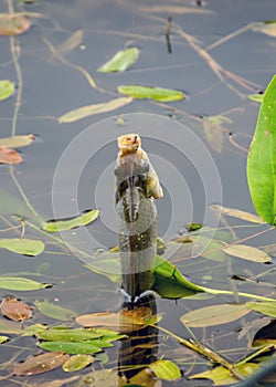 Fish on the lake shore, fisherman`s catch in the hall, summer by the water