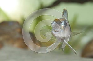 Fish Lamprologus ocellatus