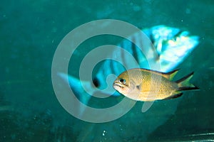 Fish in the Lanzarote (Subarine safaris sl)