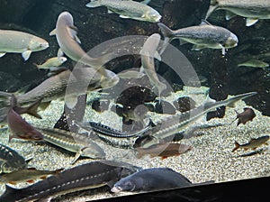 fish in a large glass aquarium