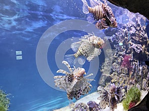 fish in a large glass aquarium