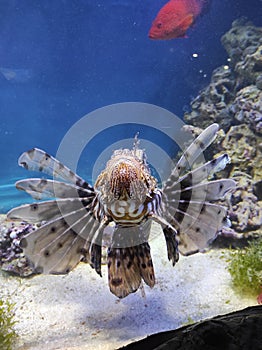 fish in a large glass aquarium