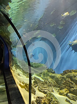 fish in a large glass aquarium