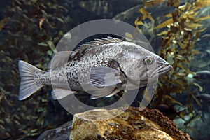 Fish Largemouth bass Micropterus salmoides ,close up detail