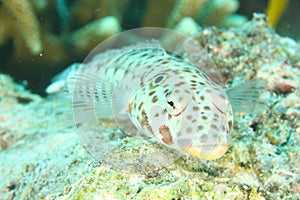 Fish - Latticed sandperch - male