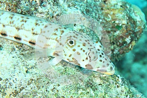 Fish - Latticed sandperch - male