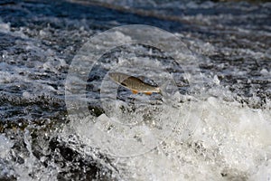 Fish leaping out of fast flowing water in river. Iberian chub trying to get over weir.