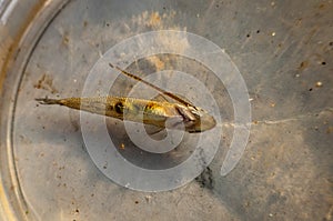 Fish leech stuck to a fish fry