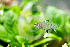 Fish lemon tetra