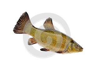 Fish lenok Brachymystax isolated on white