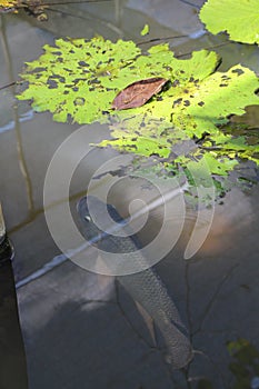 The Fish and Lillipads