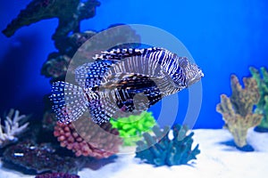 Fish lionfish in the aquarium on the blue background with Red sea