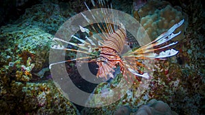 Fish lionfish in the Red Sea