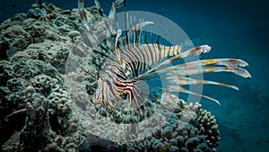 Fish lionfish in the Red Sea
