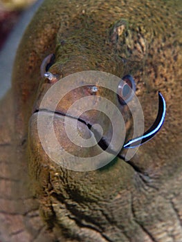 The fish we look underwater in Maldives, how strange it looks