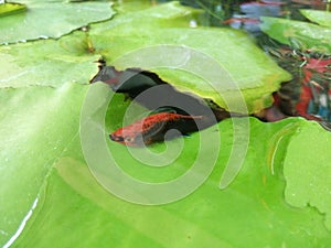 Fish on the lotus leaf