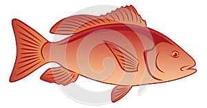 Fish Lutjanus