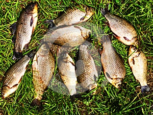 Fish lying on the grass