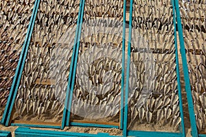 Fish lying on nets, dried in the sun, on the beach in Nazare, Po