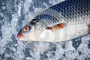 Fish lying on textured ice during winter fishing