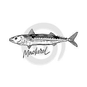 Fish Mackerel. Hand drawn vector illustration. Engraving style. Isolated on white background.