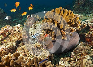 Fish in the Maldives awaiting prey among coral underwater, fish swimming in turquoise waters