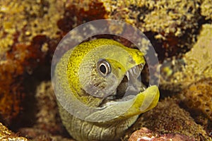 Fish in the Maldives awaiting prey among corals underwater, open mouth for plankton