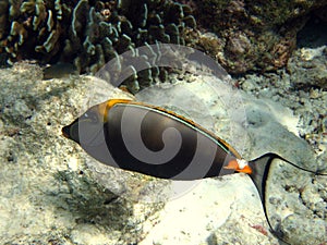 Fish : Maldivian Naso Tang photo