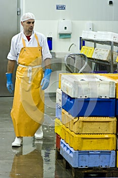 Fish manufacture worker