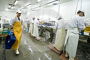 Fish manufacture workers photo